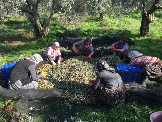 coal mine turned olive grove in Turkey