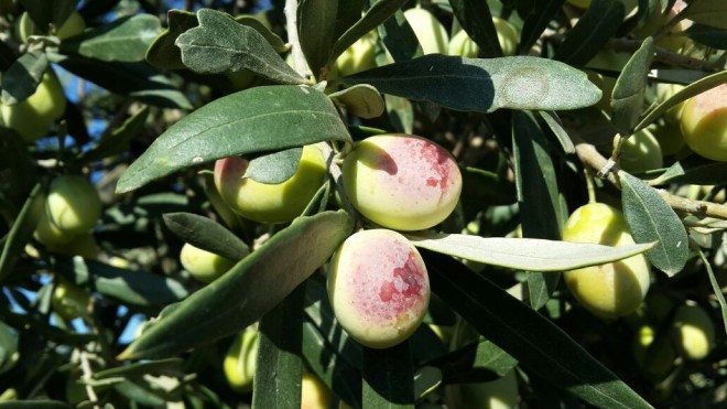 coal mine turned olive grove in Turkey