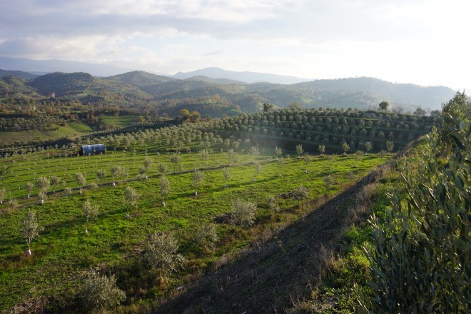 coal mine turned olive grove in Turkey
