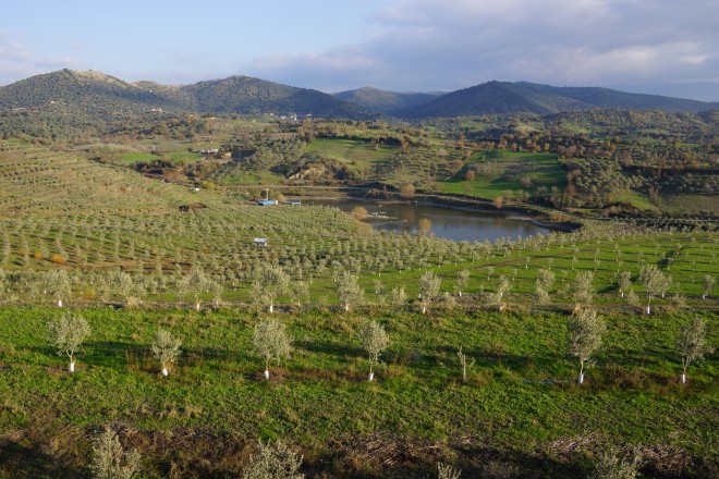 coal mine turned olive grove in Turkey