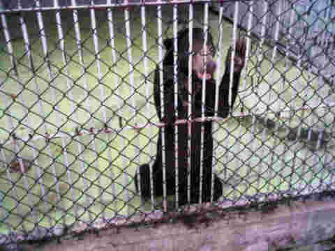 Abused bear in Saudi Arabia