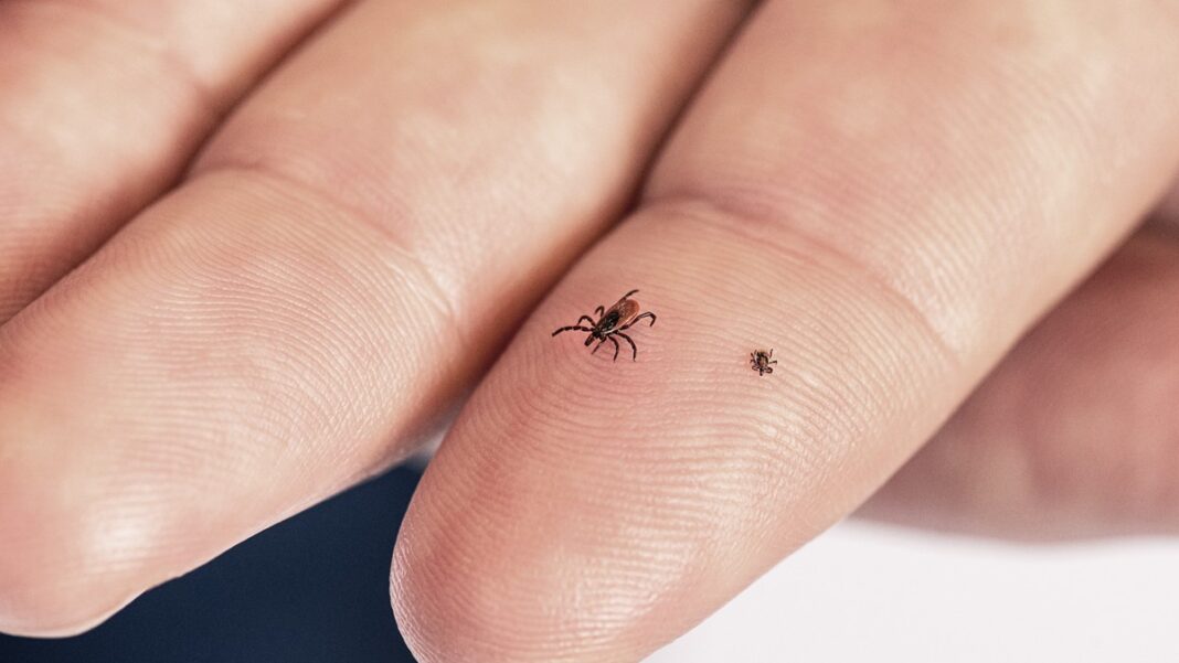 Adult and young ticks