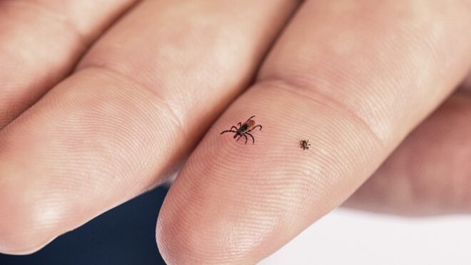 Adult and young ticks