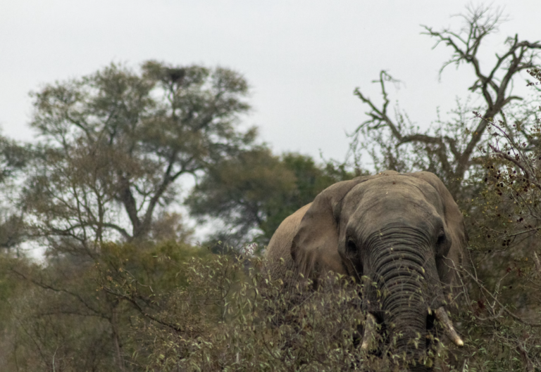 Crowdfunding to save Africa’s land