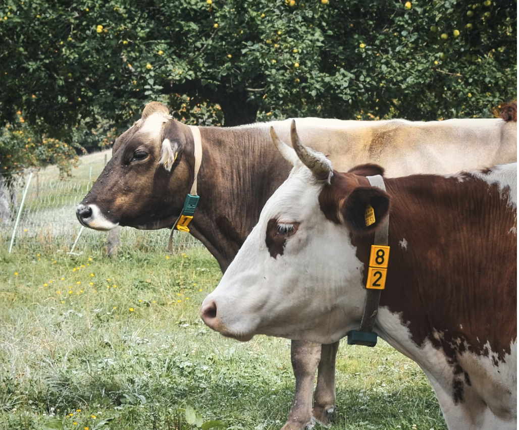 Artificial intelligence and sensors on livestock