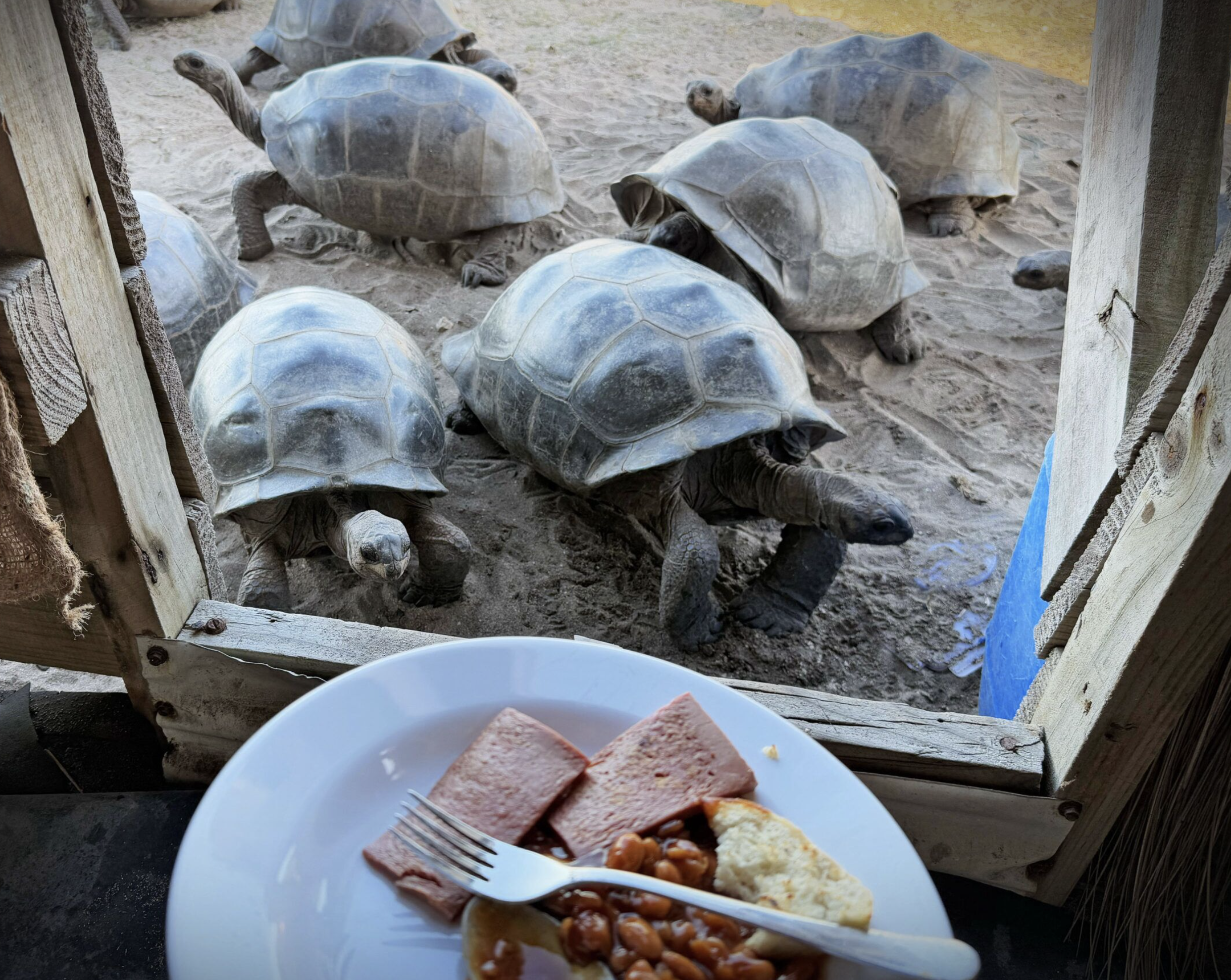 Kevin Gepford on Aldabra Island, The Tortoise Project