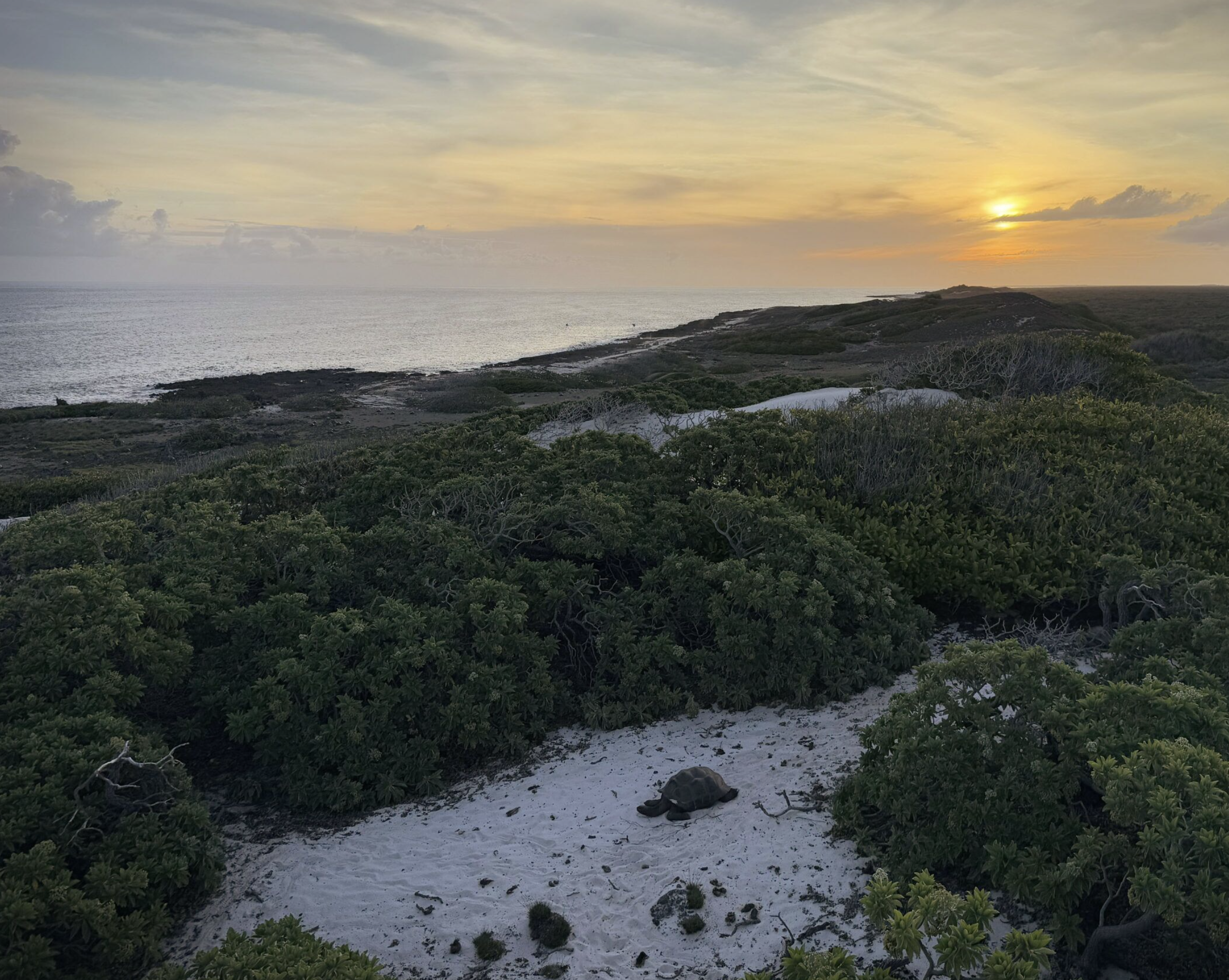 Kevin Gepford on Aldabra Island, The Tortoise Project