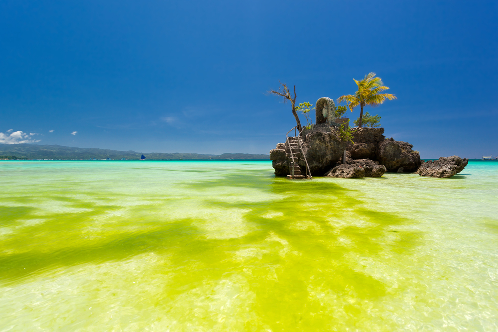 algae from an algae bloom, philipines