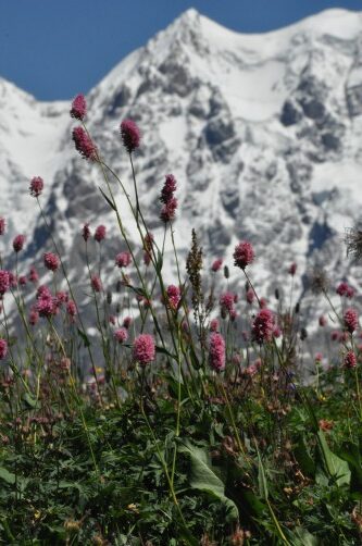 Polygonum carneum () in front of the main ridge of the Greater Caucasus near Ushguli in Georgia at an altitude of approximately 2700 