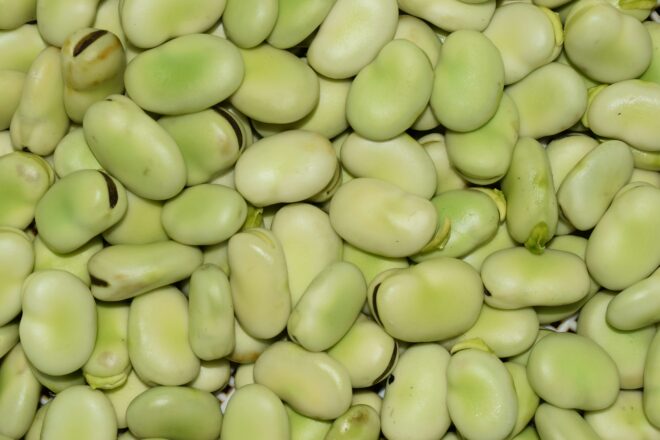 fresh fava beans