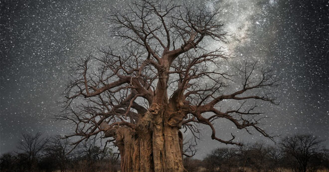 beth moon ancient trees starlight