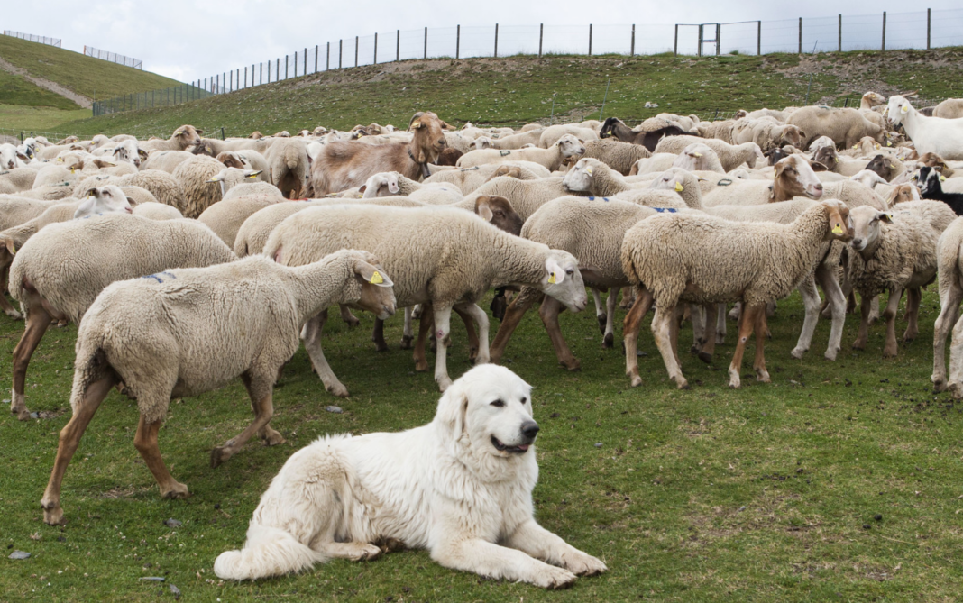 The subalpine pastures of Andorra