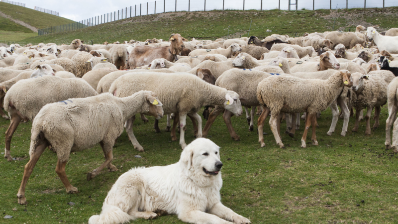 From all-women fisheries in Korea and walnut cultivators in Iran: meet age-old food farmers and fishers