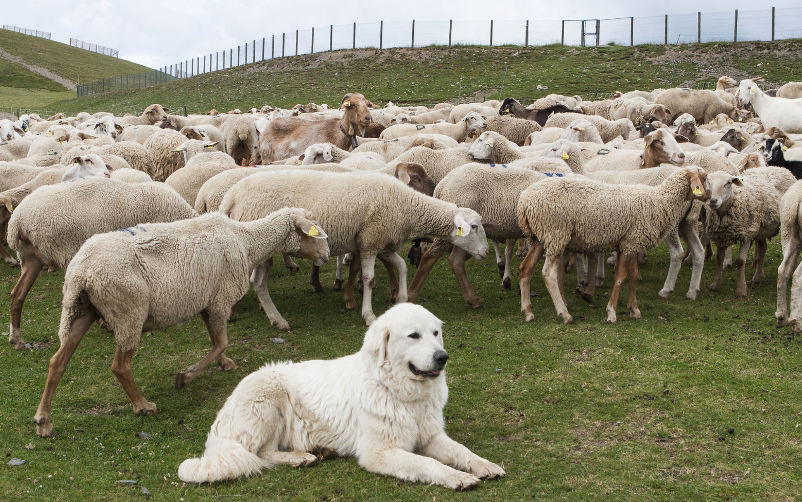 The subalpine pastures of Andorra
