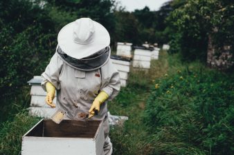 Could Urban Beekeeping Renegades Buffer Bees From Colony Collapse Disorder?
