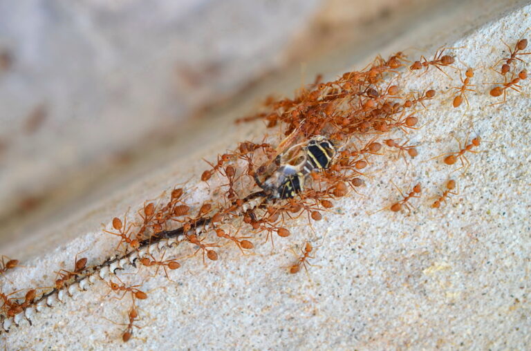 How crowd-sourcing works in the mad world of ants