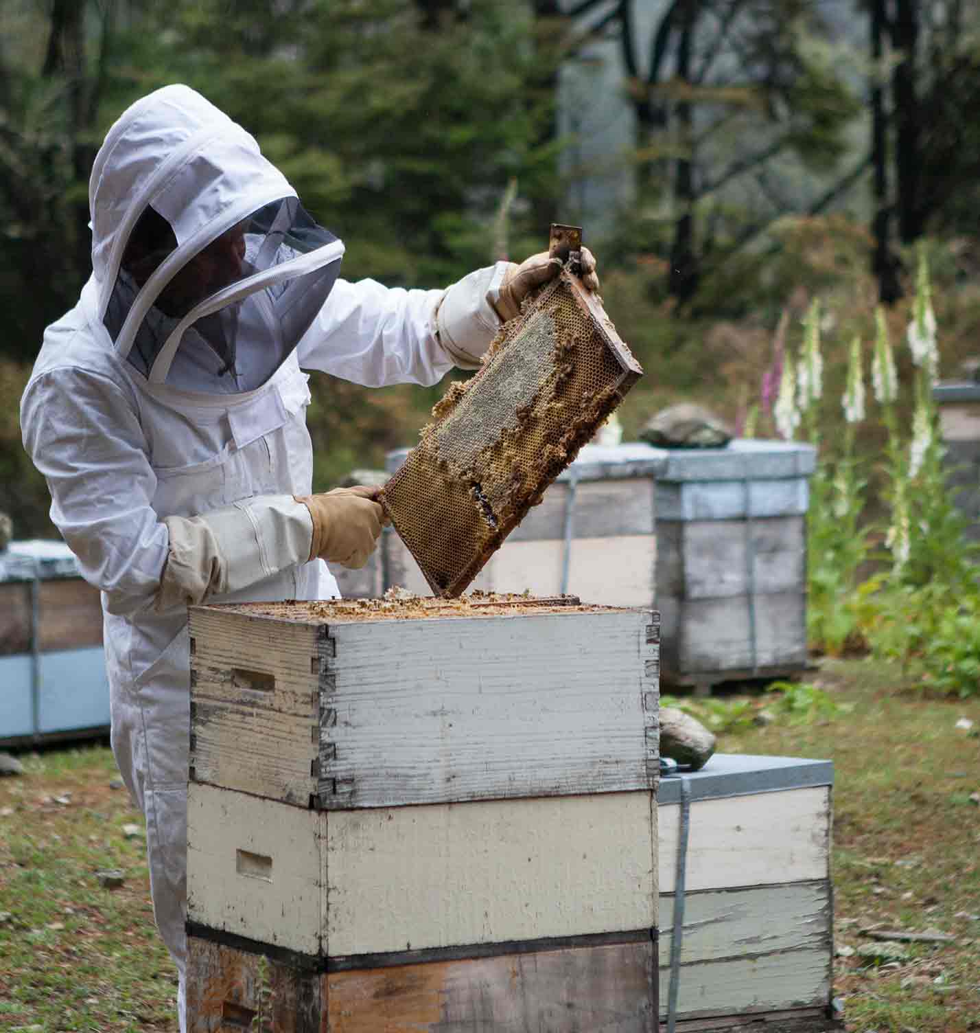 Dalan Animal Health’s vaccine for American foulbrood, an aggressive bacterial disease, is the first for any insect in the United States.