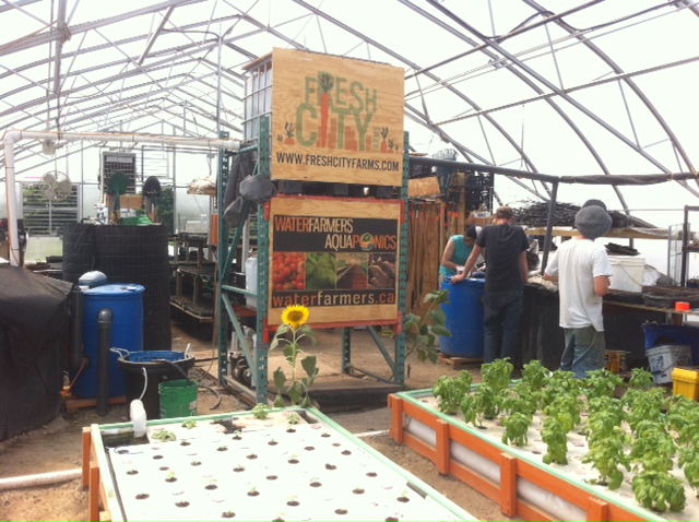 aquaponics-AP-toronto