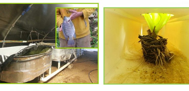 aquaponics-israel.jpg