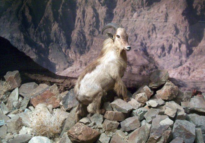 arabian tahr, stuffed in a museum, via wikipedia
