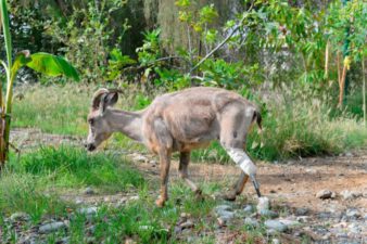 Oman gives wild leg Arabian Tahr a new leg
