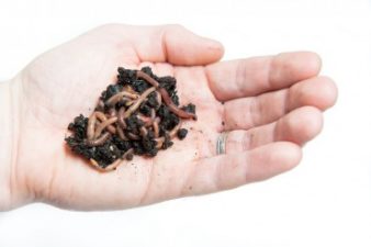 Agrolan agtech company goes to the worms