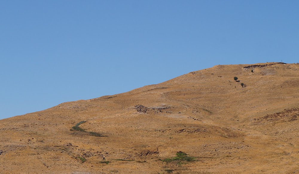 awassi sheep wool Lebanon Adrian Pepe