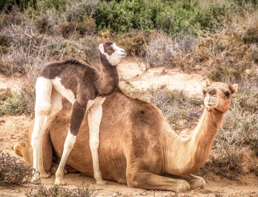 camel calve, just born standing alongside its mother