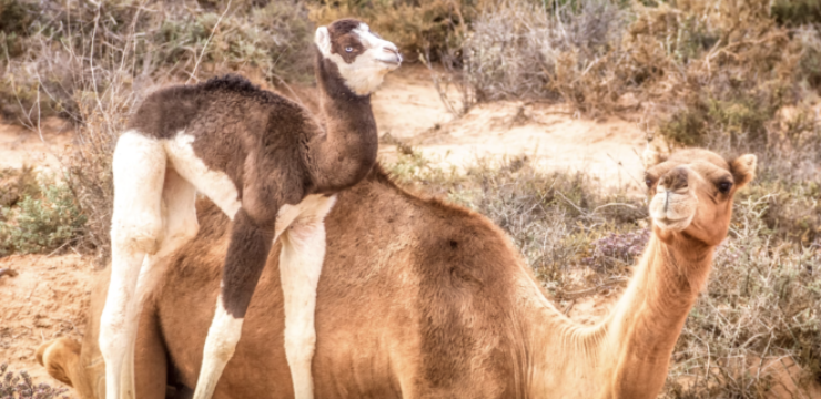baby-camel-calve-with-mom.png