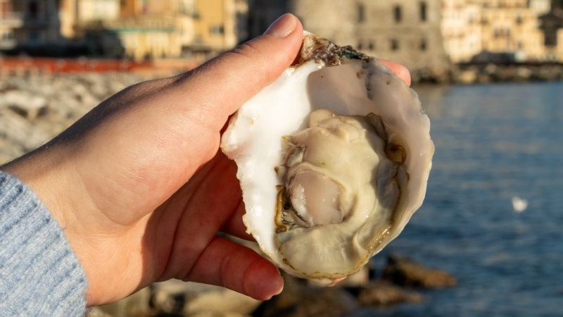 The ocean is too loud for baby oysters