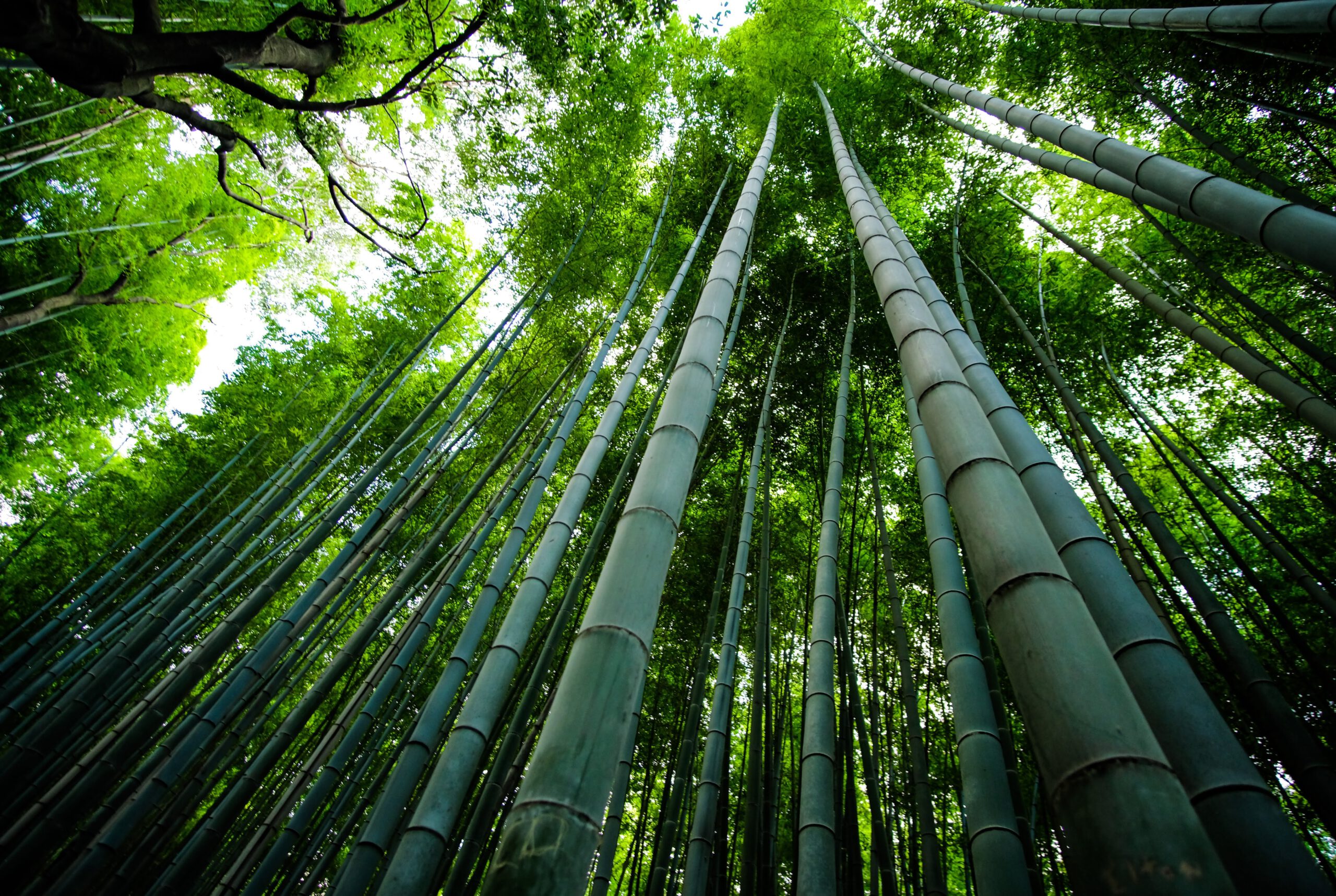 picture of bamboo