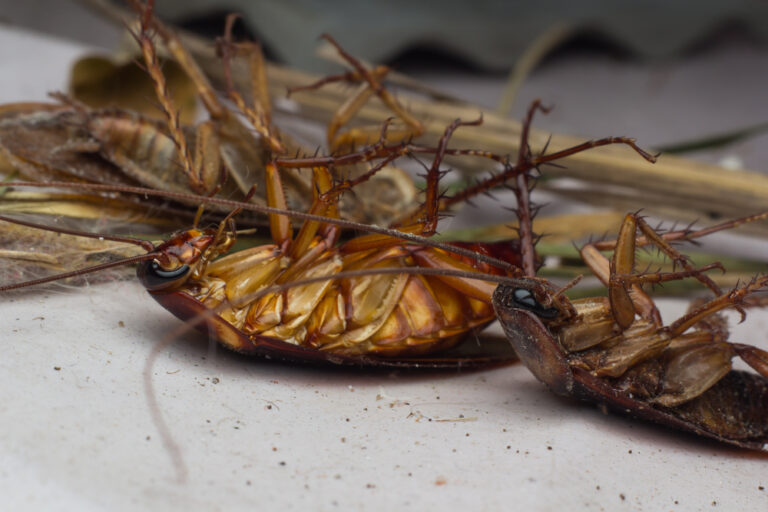 Pesticides kill again, now a Sharjah infant