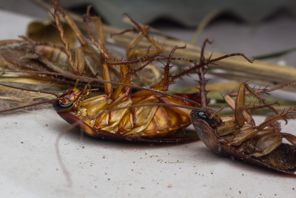 Pesticides kill again, now a Sharjah infant