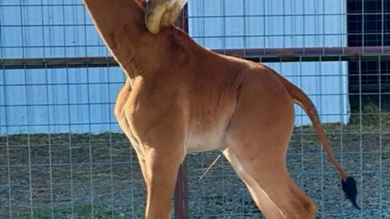Rare giraffe born without spots in Tennessee