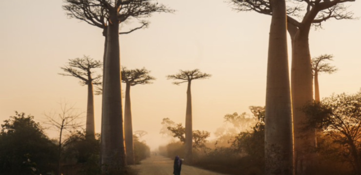 baobab-madagascar.png
