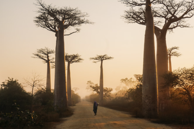 baobabs, Madagascar, were a primary leafy green food for people centuries ago
