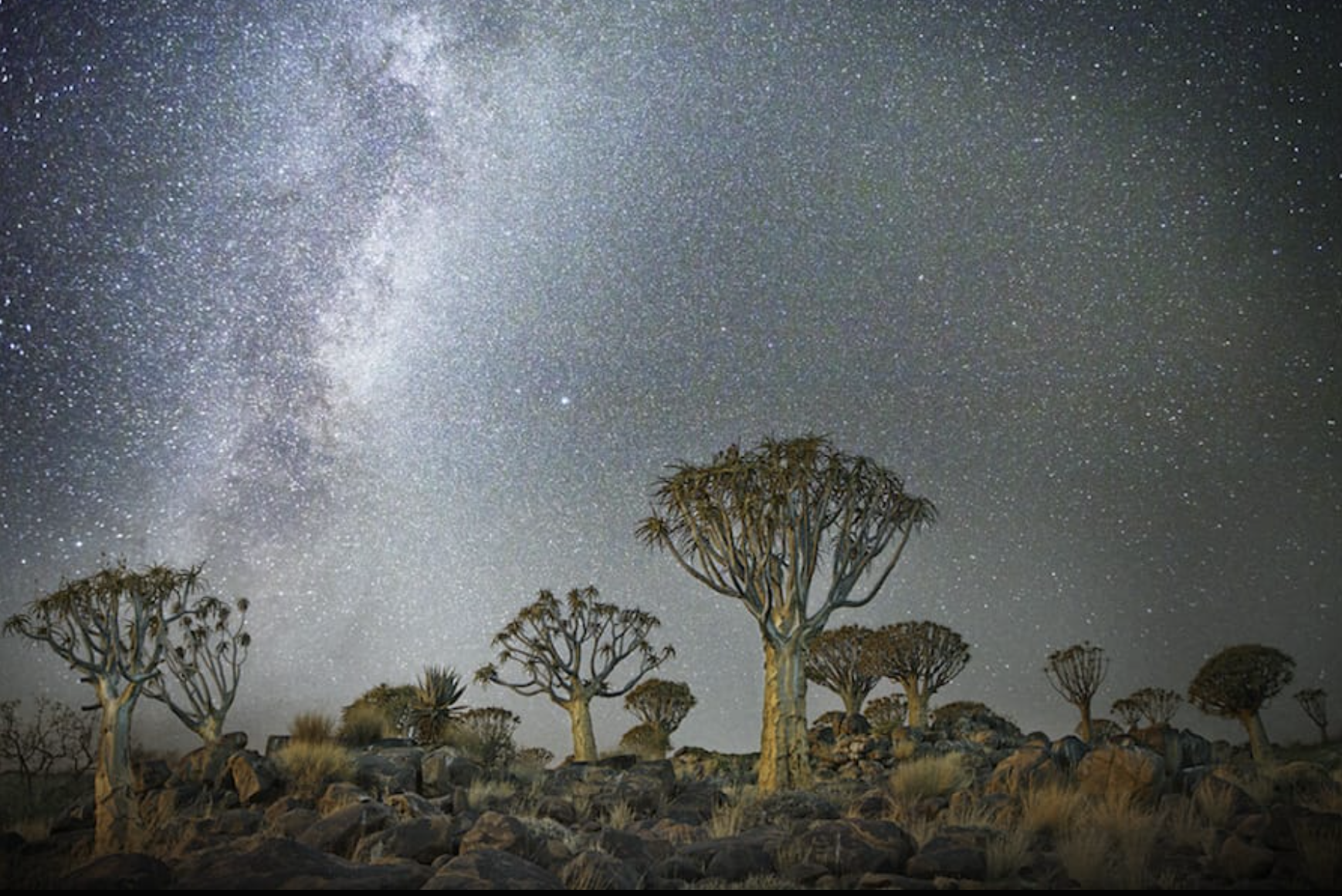 beth moon trees