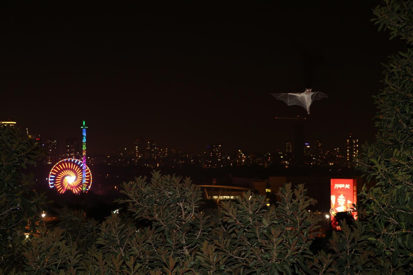 bats at night in Tel Aviv