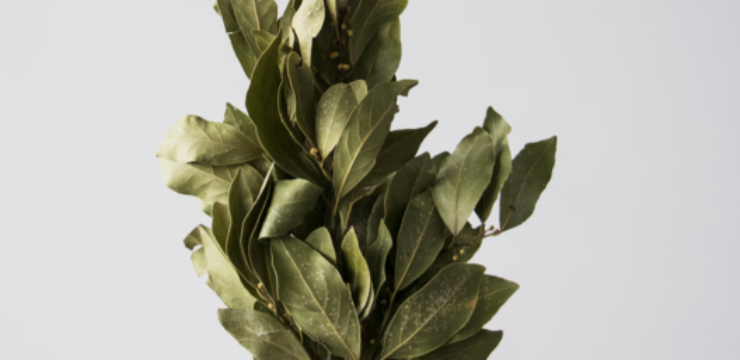bay-leaf-tea.png