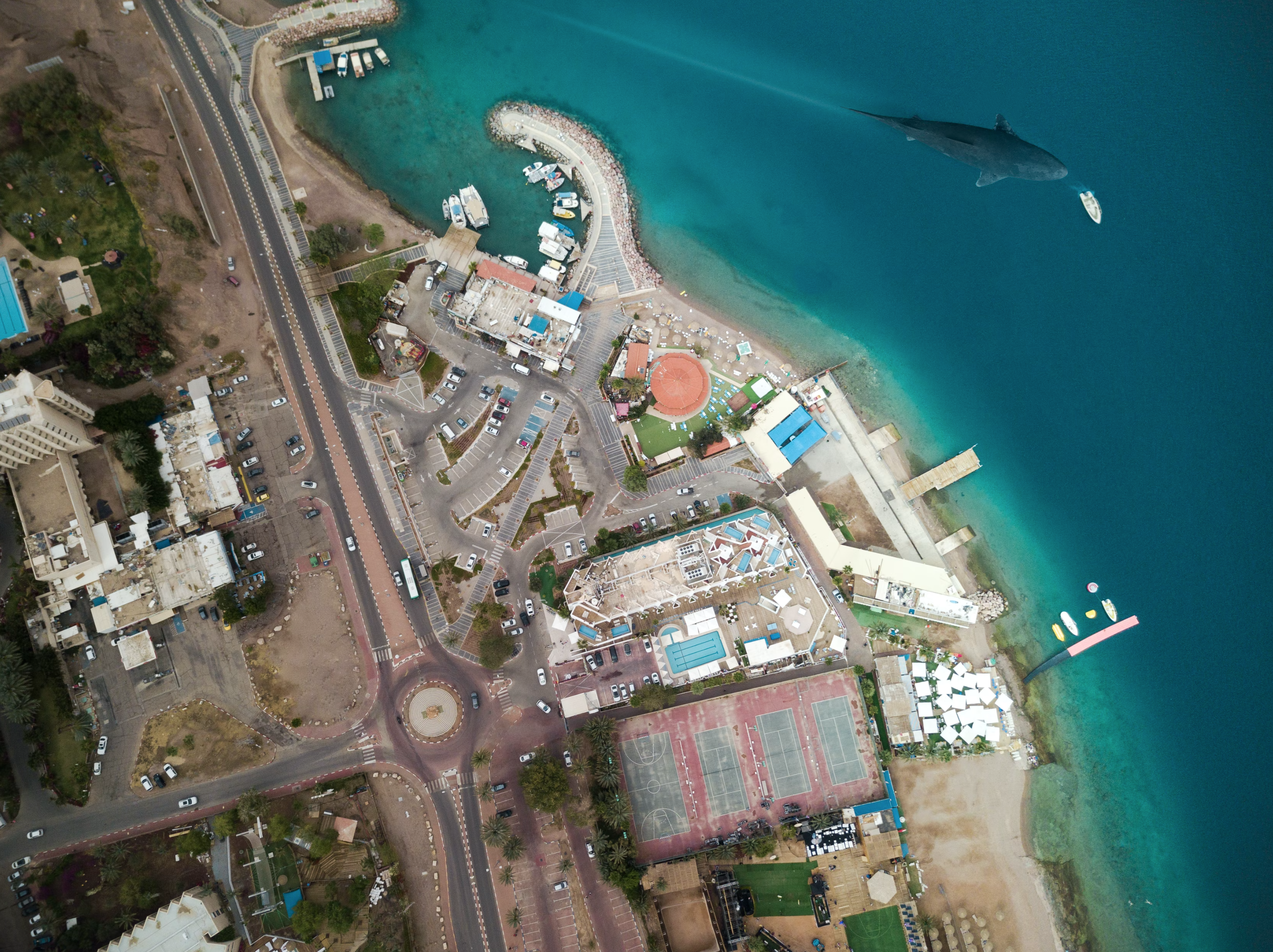 whale near the shore in Eilat 