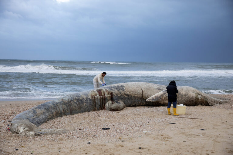Endangered sperm whale washes ashore in southern Israel