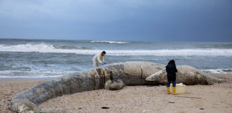 beached-whale-israel.jpg