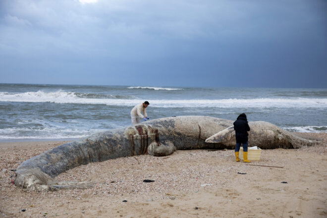 baby whale israel deal oil spill