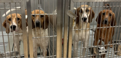 Puppies used in heart experiments then killed at Canadian hospital