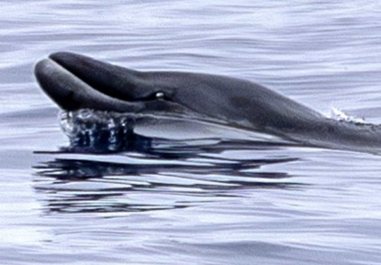 Rare whale species spotted for the first time