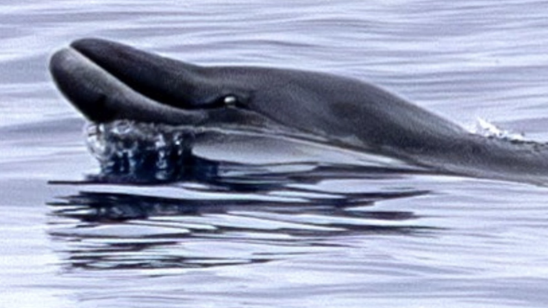 Rare whale species spotted for the first time