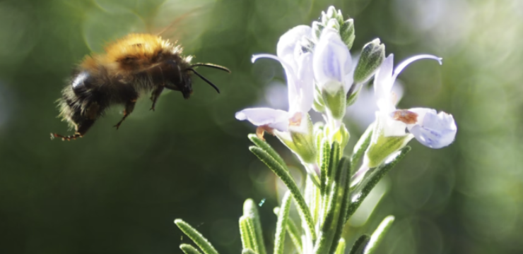 bee-pollinating-rosemary-flower.png