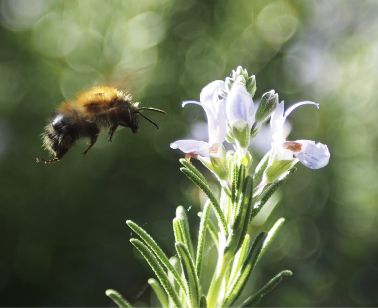 Bees are turned off by pesticides at first glance