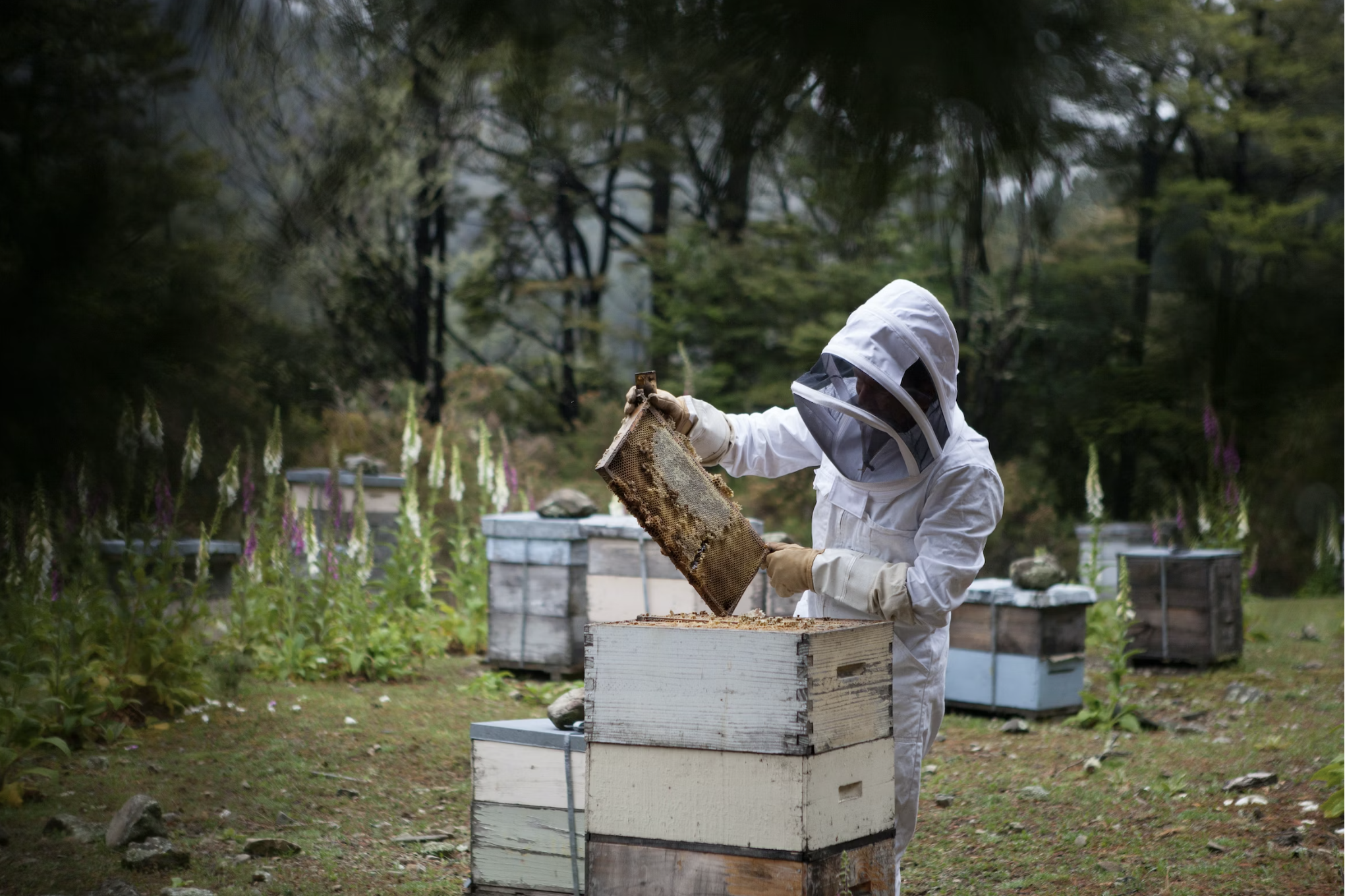 been venom therapy, is apitherapy