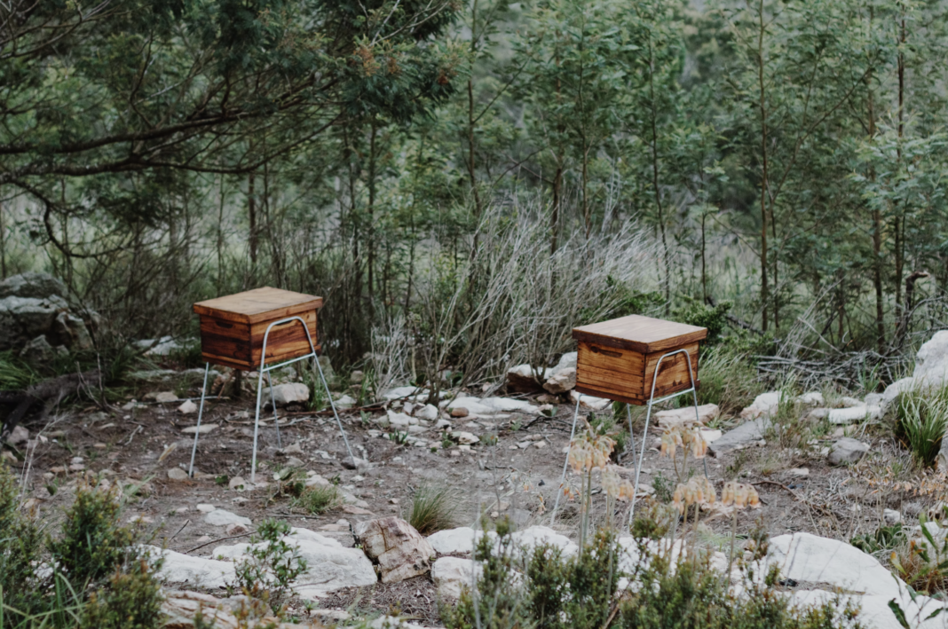 bees honey, south africa hives